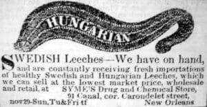 Hungarian leech