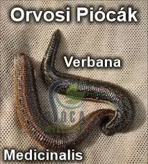 orvosi pióca